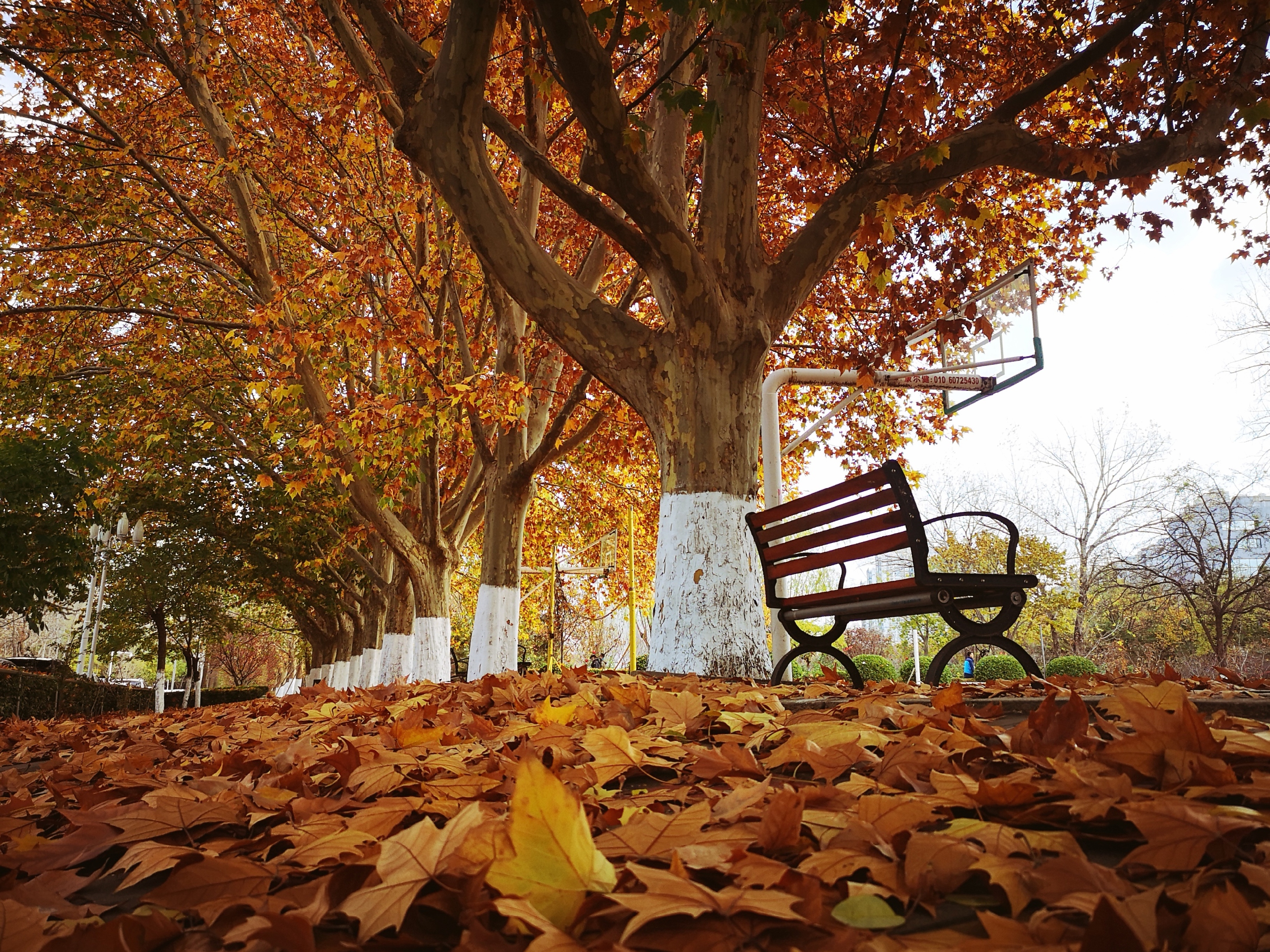 秋之韻- 優(yōu)先選用.jpg